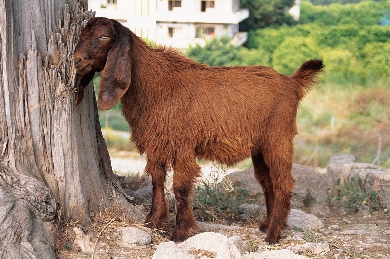 damascus-goat-ugarit